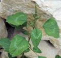 تاج خروس سبز